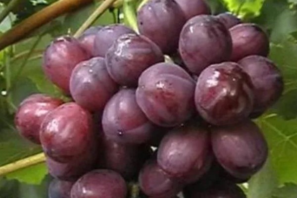 早玫瑰葡萄的特点，具有成熟早、品质好等特点