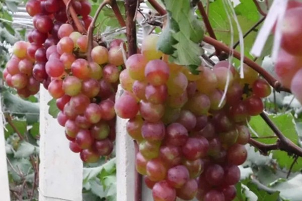 早玫瑰葡萄的特点，具有成熟早、品质好等特点