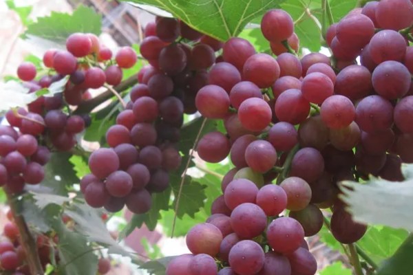 早玫瑰葡萄的特点，具有成熟早、品质好等特点