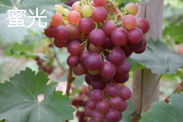 早玫瑰葡萄的特点，具有成熟早、品质好等特点