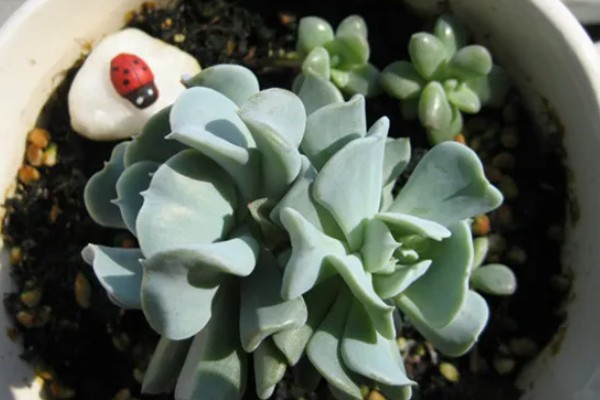 特玉莲的浇水方法，秋季每隔3-5天浇一次