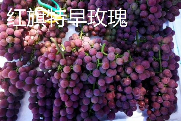 早玫瑰葡萄的特点，具有成熟早、品质好等特点