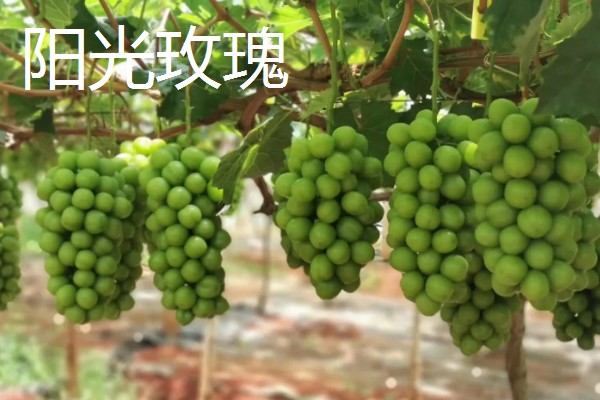 早玫瑰葡萄的特点，具有成熟早、品质好等特点