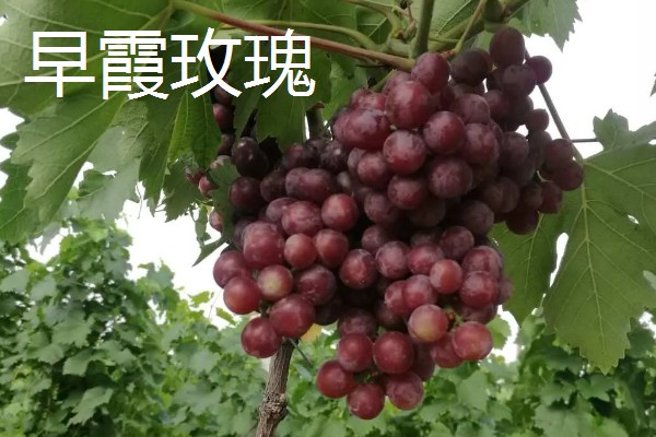 早玫瑰葡萄的特点，具有成熟早、品质好等特点