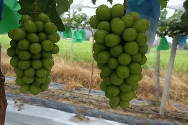 早玫瑰葡萄的特点，具有成熟早、品质好等特点