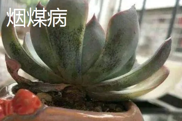 特玉莲的浇水方法，秋季每隔3-5天浇一次