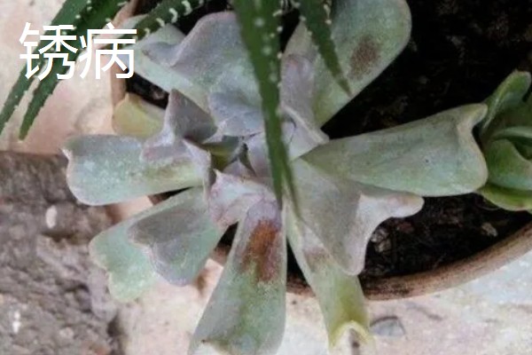 特玉莲的浇水方法，秋季每隔3-5天浇一次