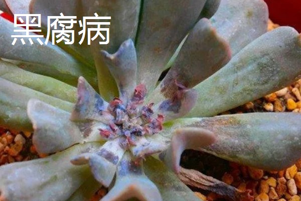 特玉莲的浇水方法，秋季每隔3-5天浇一次