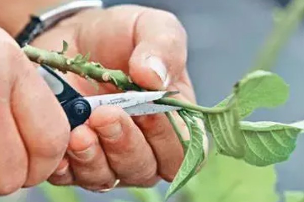 矮向日葵要打顶吗,要打顶