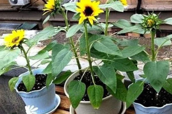 矮向日葵要打顶吗,要打顶