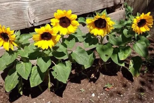 矮向日葵要打顶吗,要打顶