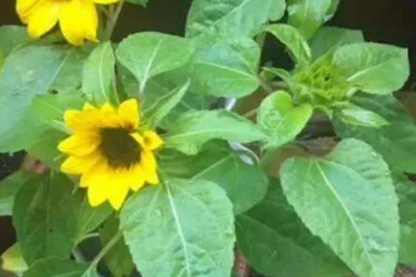 矮向日葵要打顶吗,要打顶