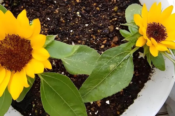 矮向日葵要打顶吗,要打顶