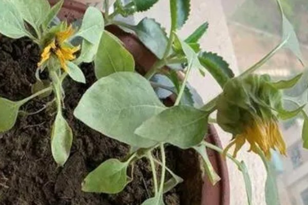 矮向日葵要打顶吗,要打顶