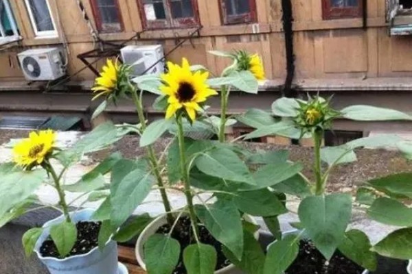 矮向日葵要打顶吗,要打顶