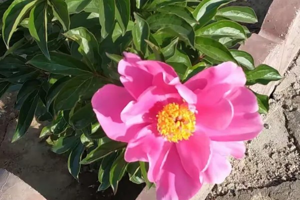 芍药开花所需时间,扦插繁殖经过2年才能开放