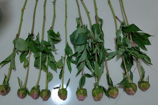 芍药开花所需时间,扦插繁殖经过2年才能开放