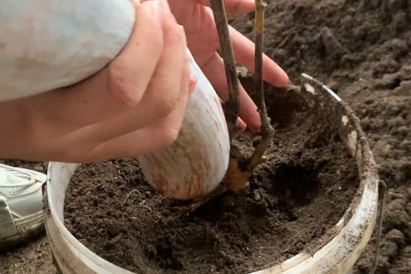 芍药开花所需时间,扦插繁殖经过2年才能开放