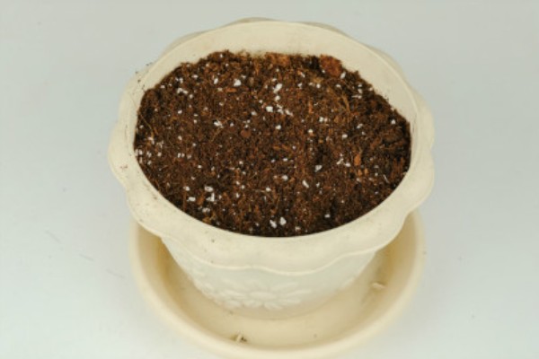 芍药开花所需时间,扦插繁殖经过2年才能开放