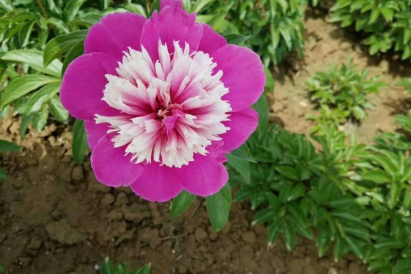 芍药开花所需时间,扦插繁殖经过2年才能开放