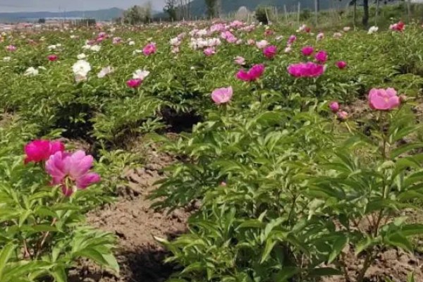 芍药开花所需时间,扦插繁殖经过2年才能开放