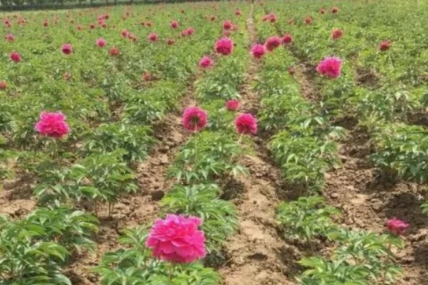 芍药开花所需时间,扦插繁殖经过2年才能开放