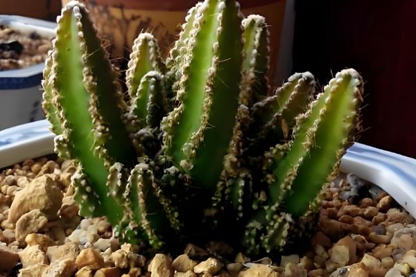 万重山怎么养殖,气温低于5℃前需移至室内养护