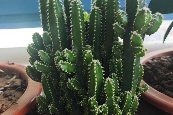 万重山怎么养殖,气温低于5℃前需移至室内养护