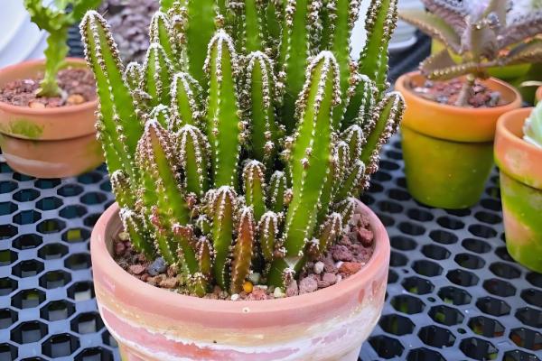 万重山怎么养殖,气温低于5℃前需移至室内养护