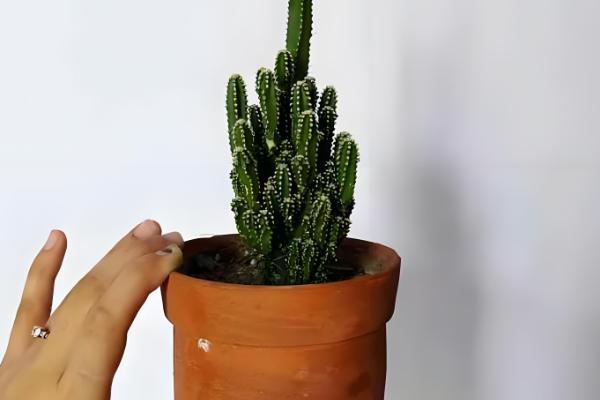 万重山怎么养殖,气温低于5℃前需移至室内养护