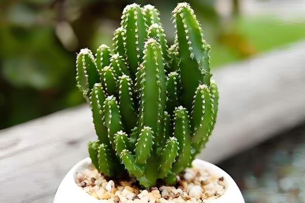 万重山怎么养殖,气温低于5℃前需移至室内养护