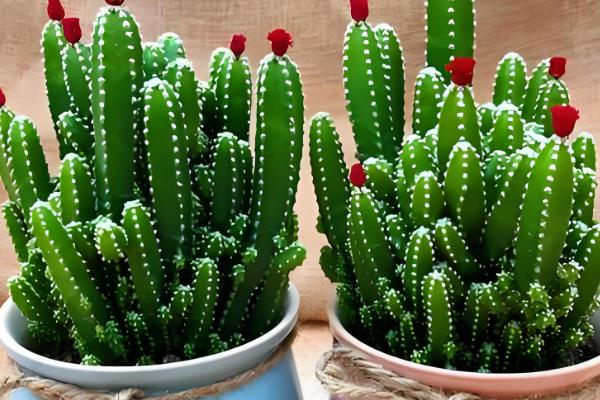 万重山怎么养殖,气温低于5℃前需移至室内养护