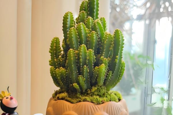 万重山怎么养殖,气温低于5℃前需移至室内养护