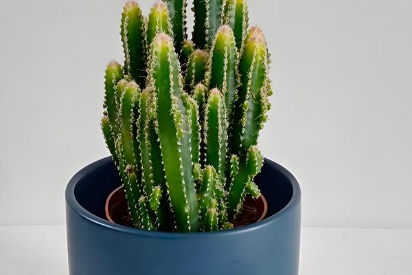 万重山怎么养殖,气温低于5℃前需移至室内养护