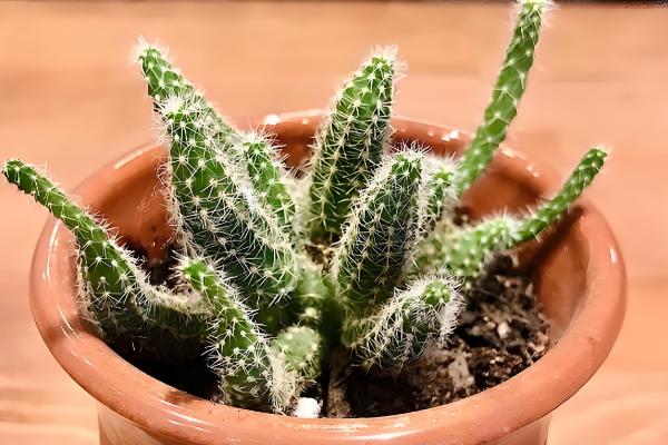 万重山怎么养殖,气温低于5℃前需移至室内养护