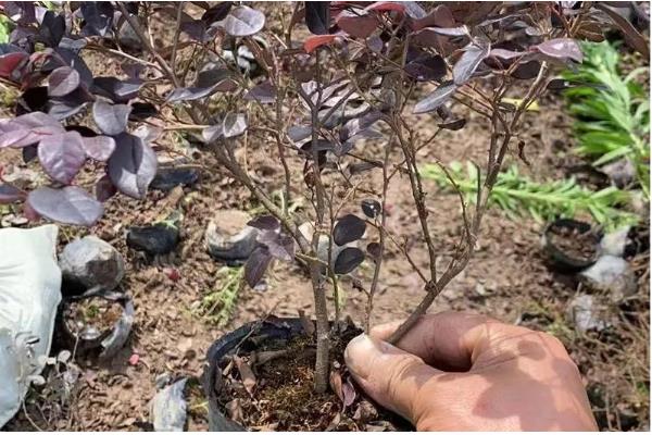 红花檵木的扦插方法,用生根液浸泡枝条再插入土壤中