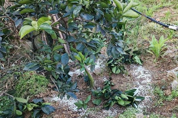 对柑橘使用微生物菌肥的方法，采摘前后重施菌肥有利于恢复树势