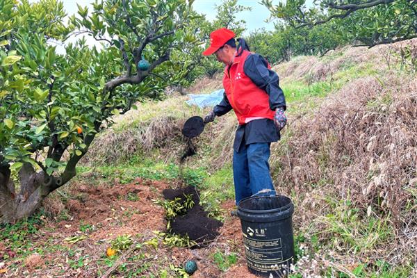 对柑橘使用微生物菌肥的方法，采摘前后重施菌肥有利于恢复树势
