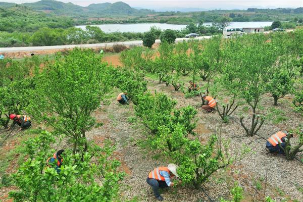 对柑橘使用微生物菌肥的方法，采摘前后重施菌肥有利于恢复树势