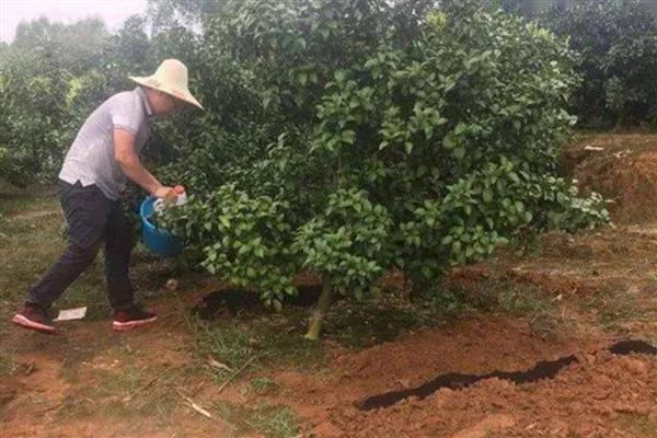 对柑橘使用微生物菌肥的方法，采摘前后重施菌肥有利于恢复树势