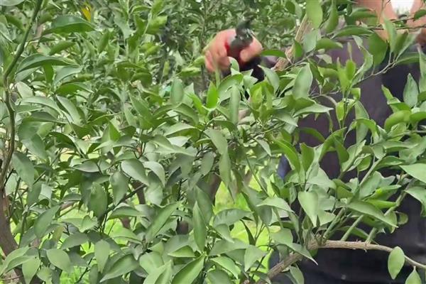 对柑橘使用微生物菌肥的方法，采摘前后重施菌肥有利于恢复树势