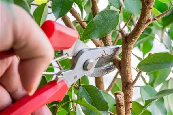 对柑橘使用微生物菌肥的方法，采摘前后重施菌肥有利于恢复树势