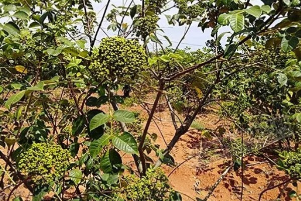 吴茱萸的高产要点，追肥时使用农家肥