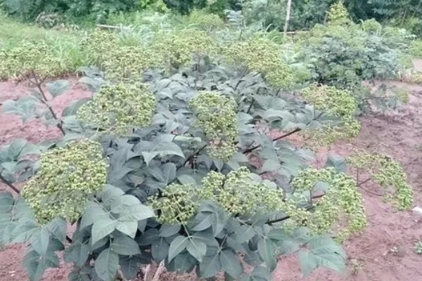 吴茱萸的高产要点，追肥时使用农家肥