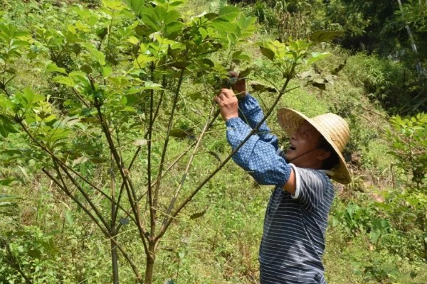 吴茱萸的高产要点，追肥时使用农家肥