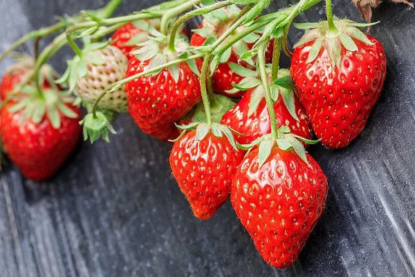 草莓是哪个季节的水果,在6-8月份左右成熟采收