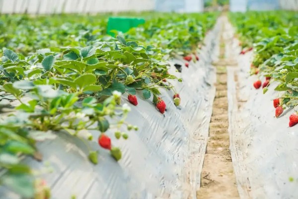 草莓是哪个季节的水果,在6-8月份左右成熟采收
