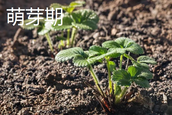 草莓是哪个季节的水果,在6-8月份左右成熟采收
