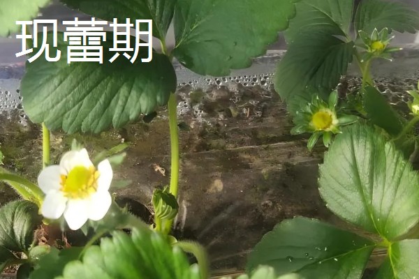 草莓是哪个季节的水果,在6-8月份左右成熟采收