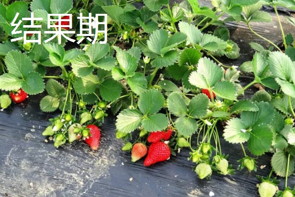 草莓是哪个季节的水果,在6-8月份左右成熟采收